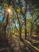 Coppell Nature